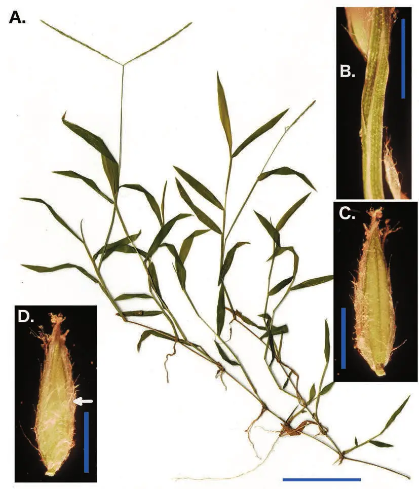 Digitaria-radicosa-Nozawa-2200-VEN-A-Habit-and-paired-inflorescence-scale-3-cm.png