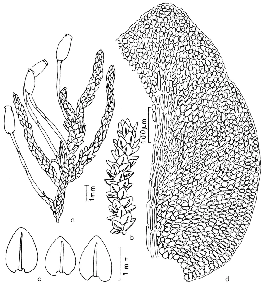 Dimerodontium-mendozense-Mitt-a-Habit-of-gametophyte-with-sporophyte-b-Habit-of.png