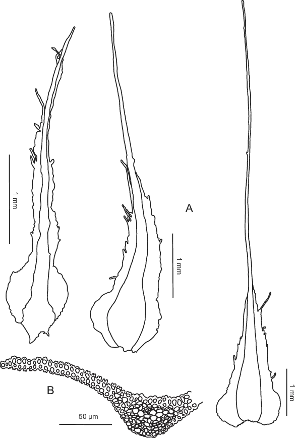 Diphyscium-fulvifolium-from-Enroth-70603-A-Three-inner-perichaetial-leaves-B.png