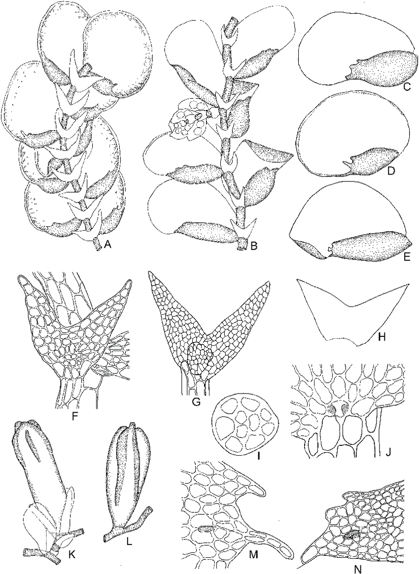 Diplasiolejeunea-patelligera-Herzog-A-Part-of-plant-ventral-view-D-Leaf-G.png