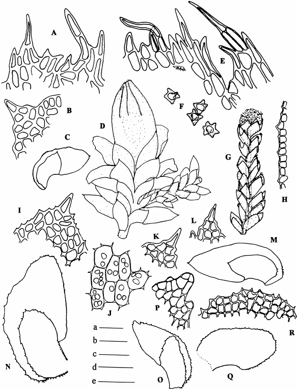 Diplophyllum-apiculatum-A-C-D-serrulatum-D-M-and-D-taxifolium-N-R.png