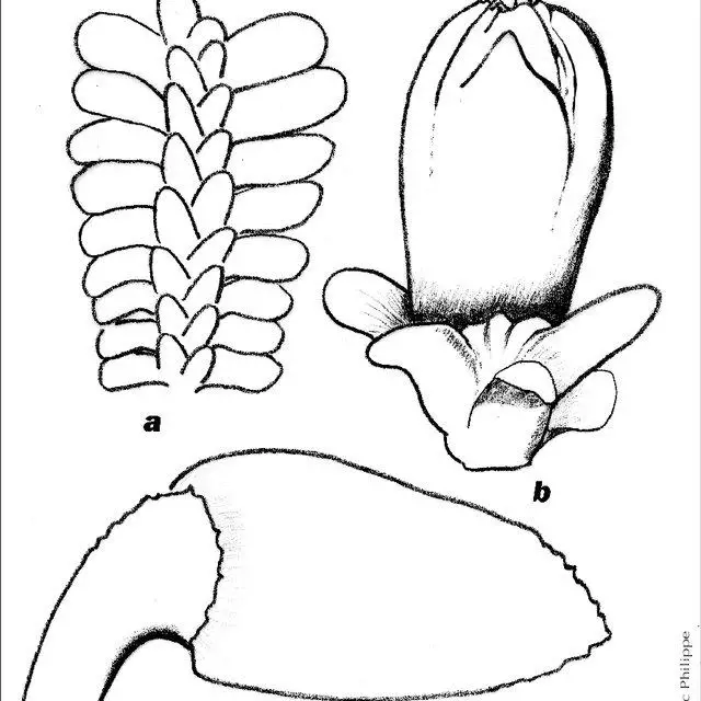 Diplophyllum-obtusifolium-Hook-Dumort-a-vue-densemble-dune-tige-feuillee-4_Q640.jpg