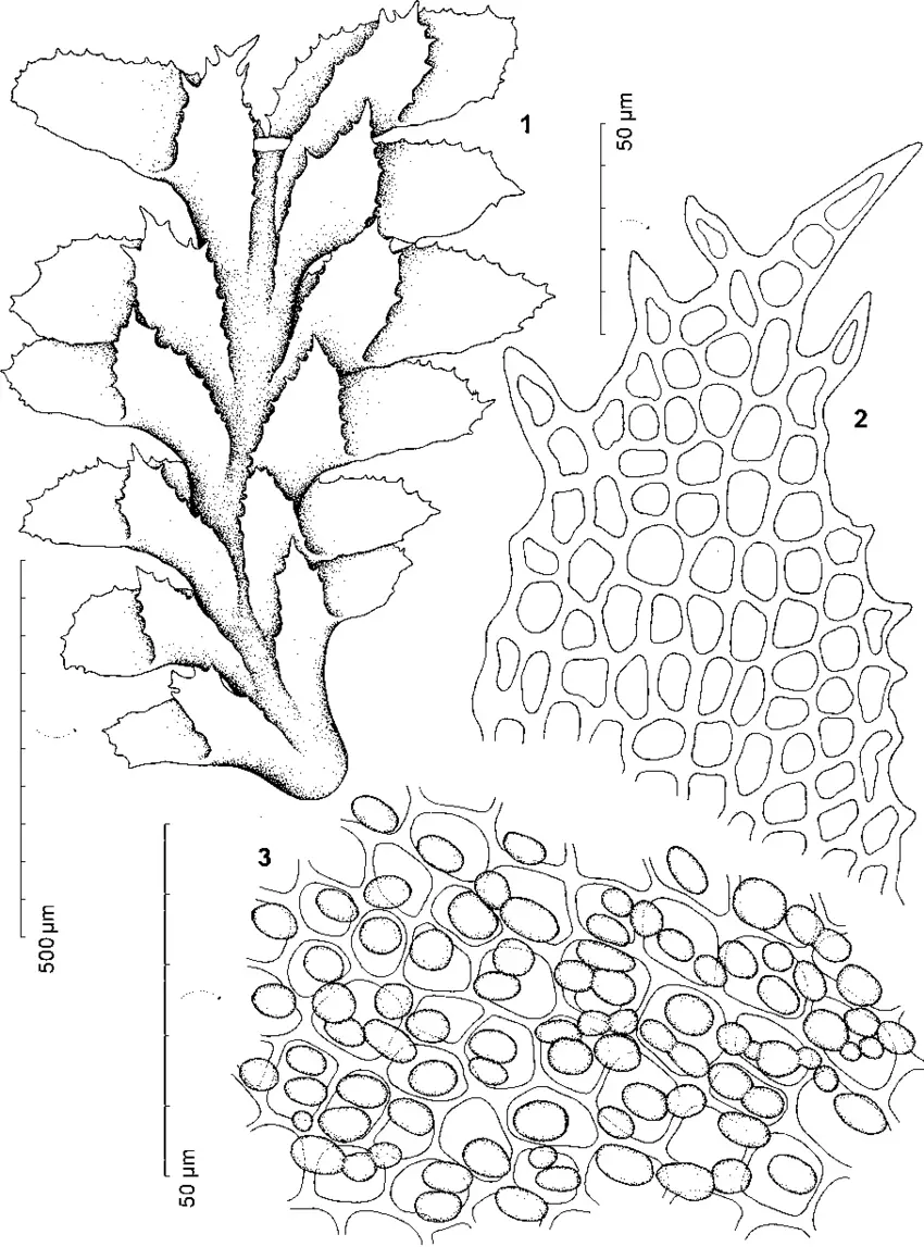 Diplophyllum-taxifolium-1-habit-dorsal-aspect-2-an-enlarged-dorsal-leaf-lobe-3-cells.png