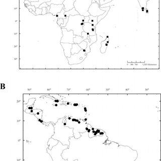 Distributions-of-Lepidopilidium-species-A-Lepidopilidium-furcatum-Thwaites-Mitt_Q320.jpg