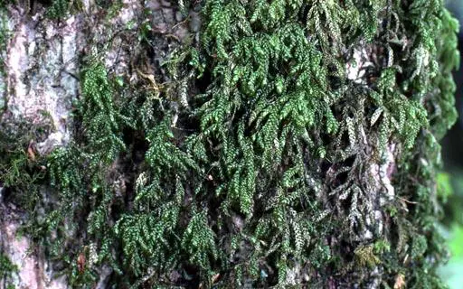 Dolichomitra-cymbifolia04L.jpg