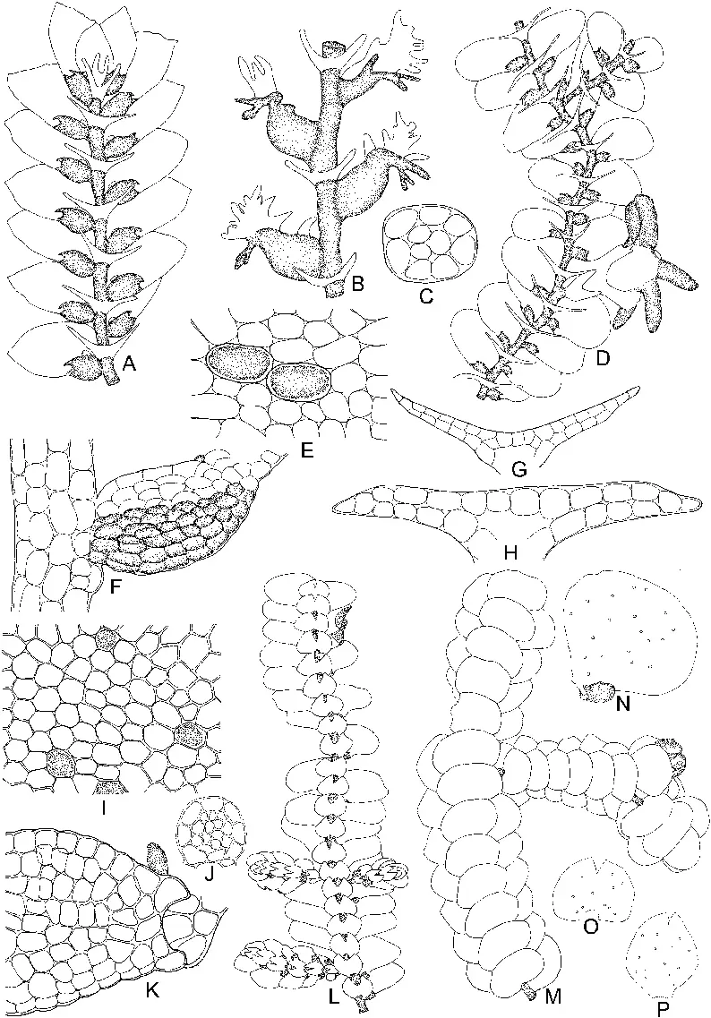 Drepanolejeunea-foliicola-Horik-A-Part-of-plant-ventral-view-G-Underleaf.png