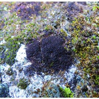 Dry-habit-of-Marsupella-lusitanica-paratype-1-showing-the-characteristic-purplish_Q320.jpg