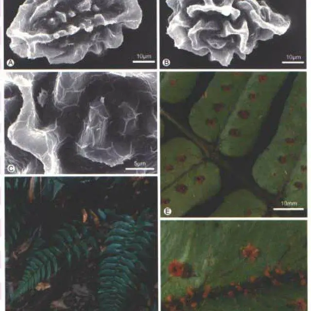 Dryopteris-decipiens-Hook-Kuntze-A-C-SEM-micrographs-of-spores-A-Proximal-view-B_Q640.jpg