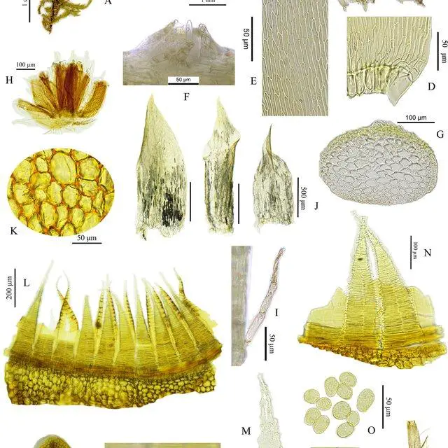 Ectropothecium-obtusulum-A-Plants-B-Capsules-C-Branch-leaves-D-Basal-laminal_Q640.jpg