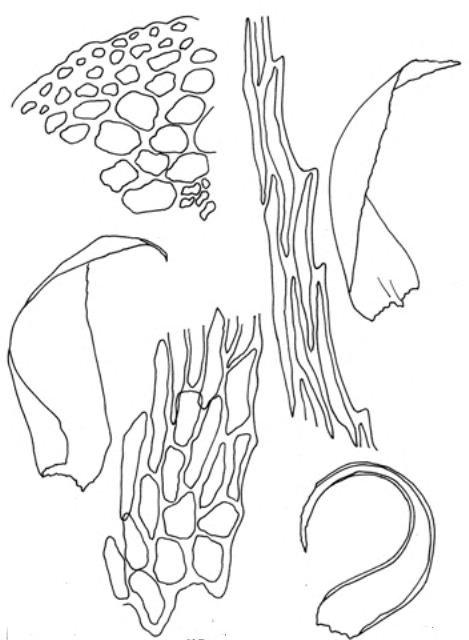 Ectropothecium%2Bleptochaeton%2BZA.jpg