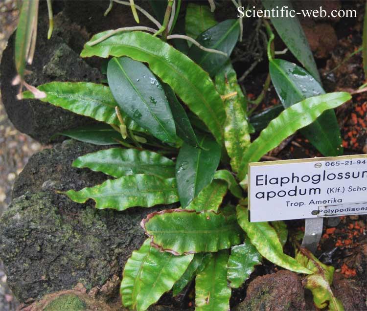 ElaphoglossumApodum1.jpg