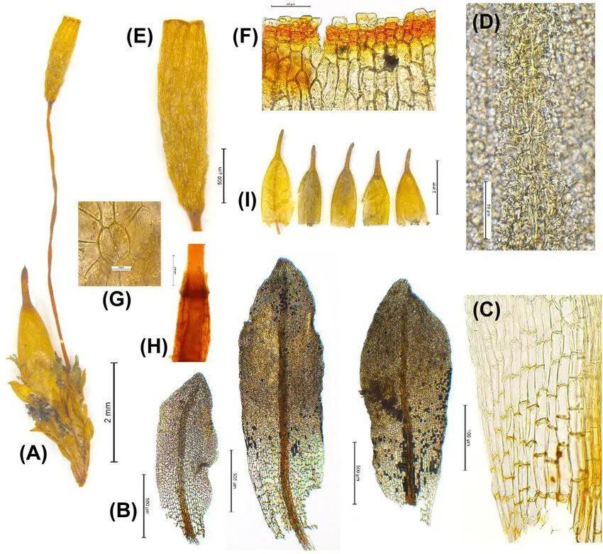 Encalypta-mutica-illustration-of-the-lectotype-TRH-B-163895-A-Shoot-with-sporophyte.jpg