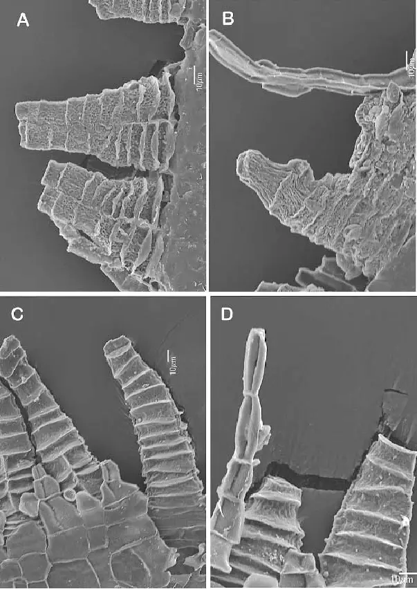 Entodon-giraldii-SEM-photographs-of-peristome-A-B-Front-surface-of-exostome-C-D.png