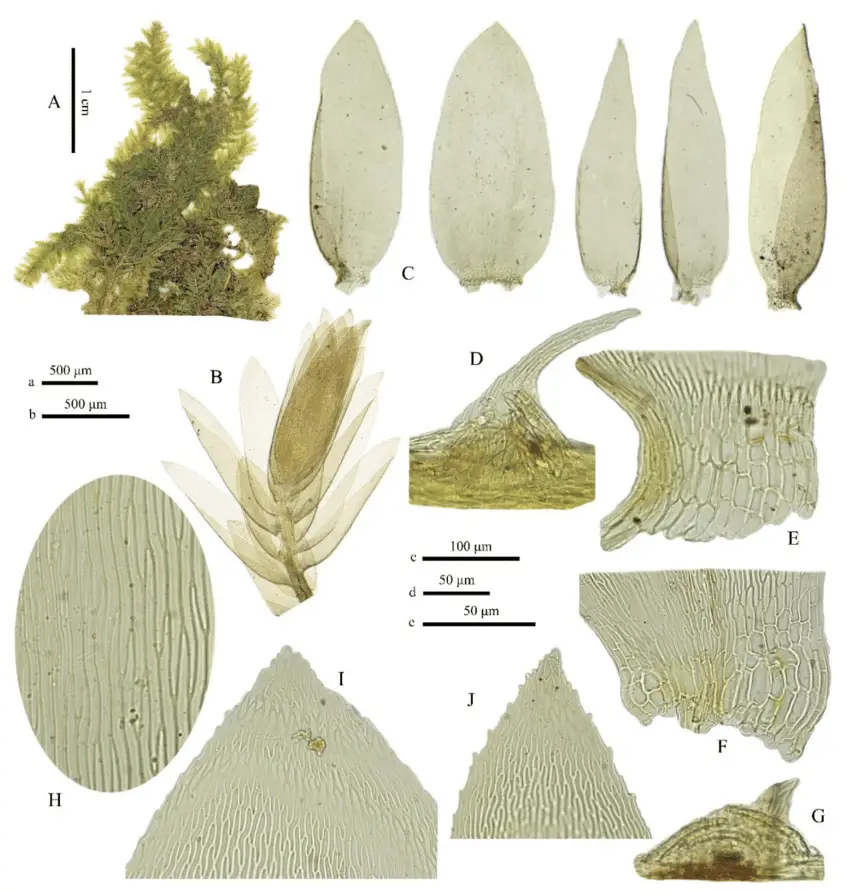 Entodon-obtusatus-A-Plants-B-Branch-C-Branch-leaves-D-G-Pseudoparaphyllia-and.png