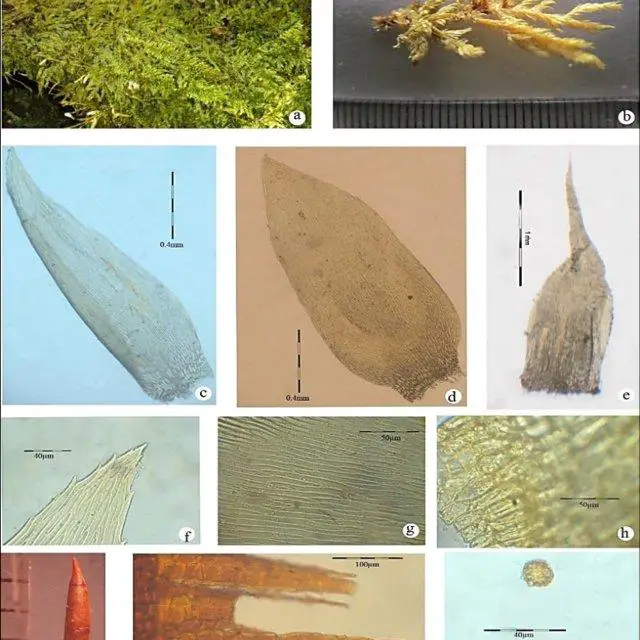 Entodon-plicatus-MullA-B-Habit-C-Branch-Leaf-D-Stem-Leaf-E-Perichaetial-Leaf-F_Q640.jpg