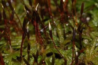 Entodon_seductrix,_moss,I_JP29821.jpg