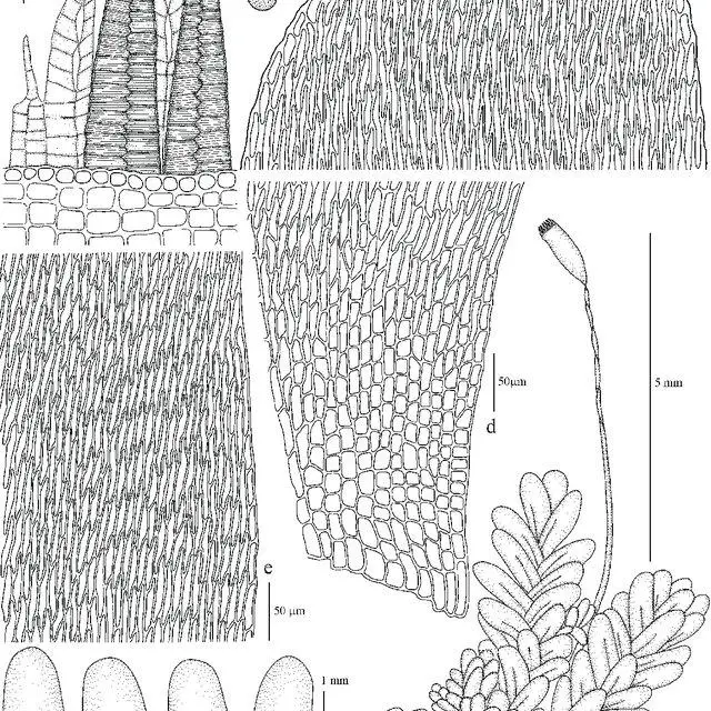 Entodontopsis-nitens-Mitt-WRBuck-RRIreland-Stereophyllaceae-a-plant-with_Q640.jpg