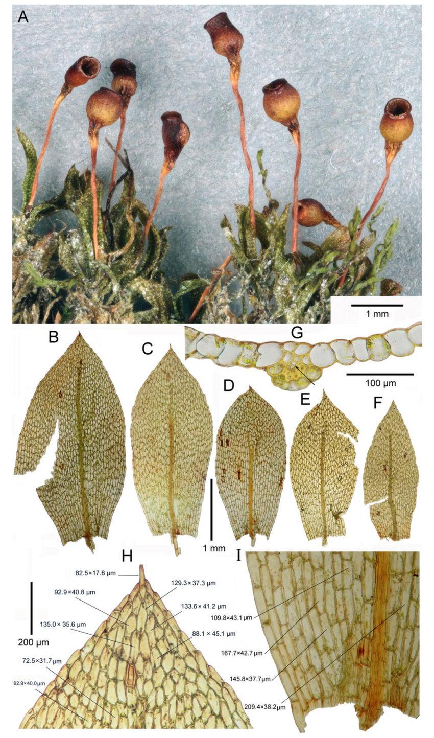 Entosthodon-elimbatus-WZ-Ma-Shevock-S-He-A-dry-plants-with-sporophytes-B-C.jpg