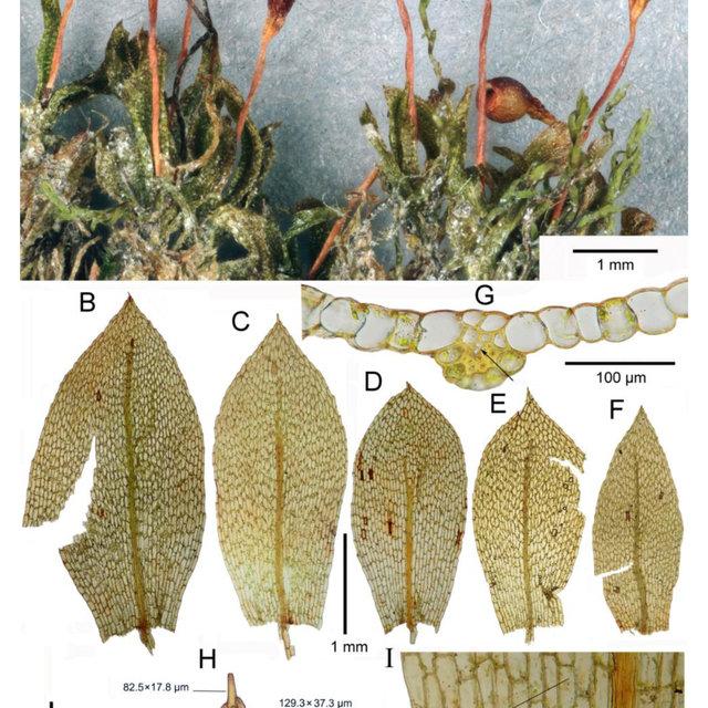 Entosthodon-elimbatus-WZ-Ma-Shevock-S-He-A-dry-plants-with-sporophytes-B-C_Q640.jpg