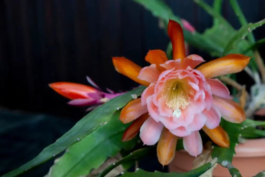 Epiphyllum-1020x680.jpg