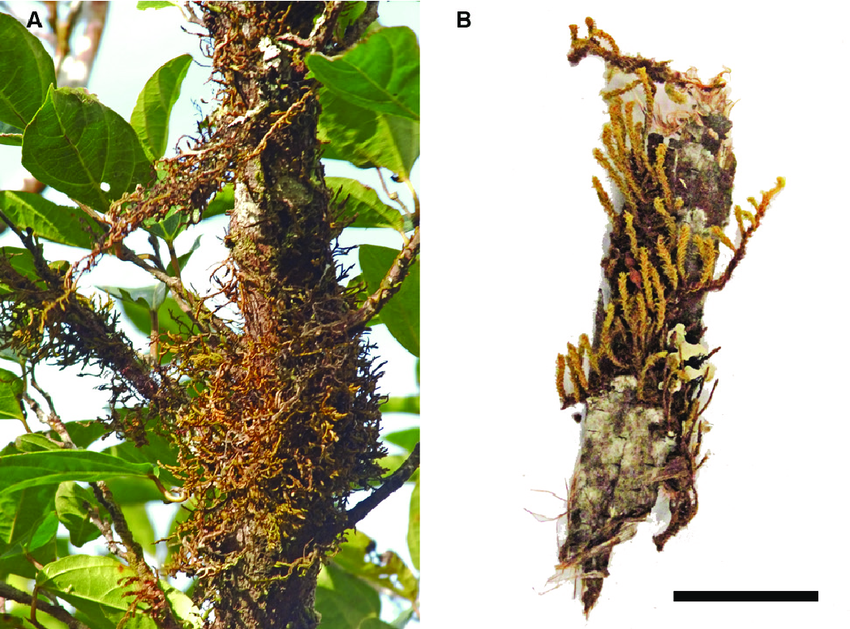 Epiphytic-Macromitrium-angulatum-A-in-its-natural-habitat-B-Sample-of-the-fertile.png