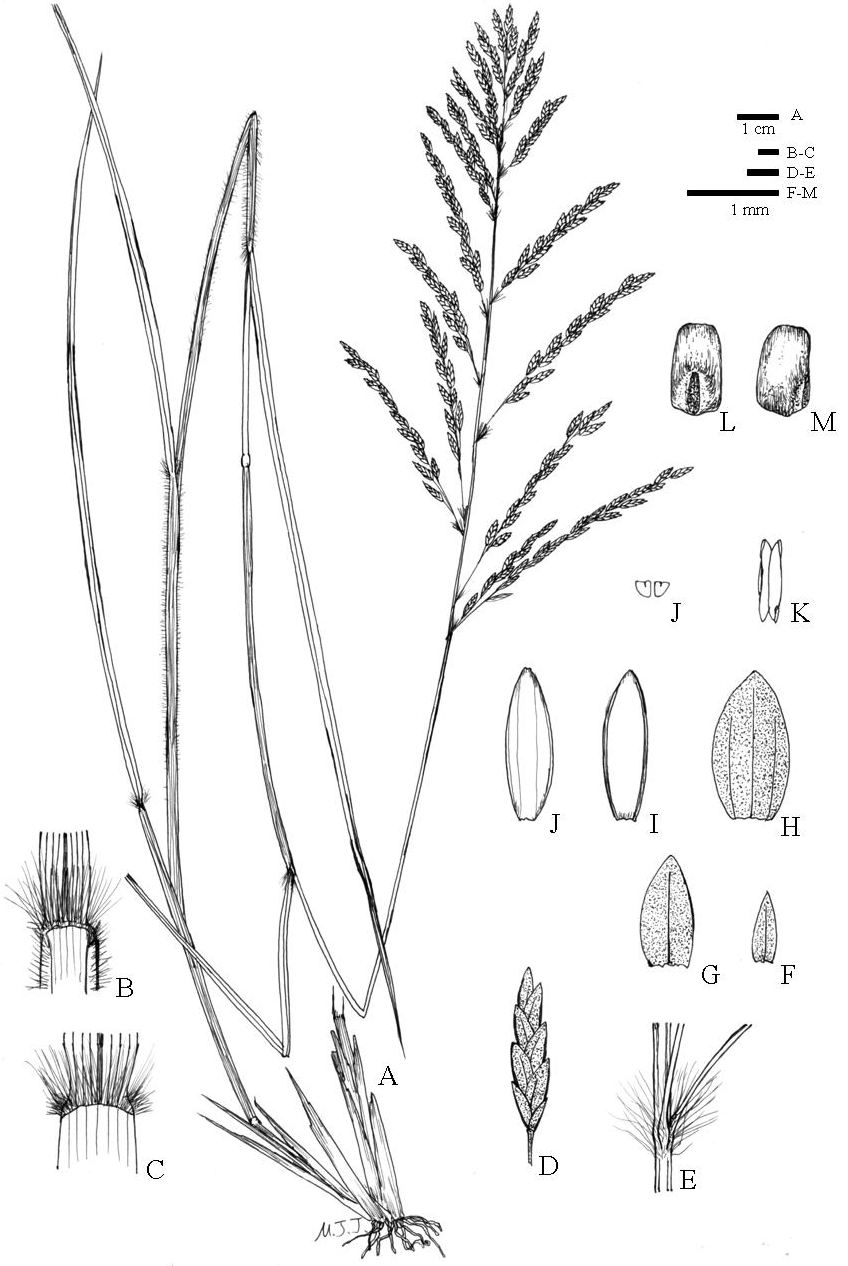 Eragrostis-curvula-Schrad-Nees-A-Habit-B-and-C-Ligules-D-Inflorescence-node-E.png