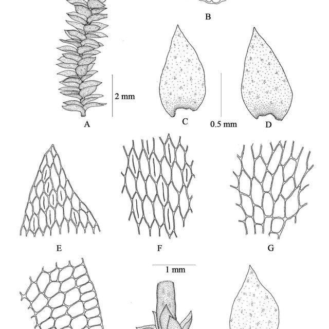 Erpodium-glaziovii-Hampe-A-Plant-B-Cross-section-of-stem-C-D-Leaves-E-Leaf_Q640.jpg