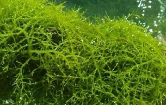 Eucheuma_spinosum_Algae.jpg