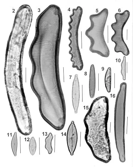 Eunotia-maior-Fig-3-E-zygodon-Fig-4-E-serra-Fig-5-E-triggiba-Fig-6-E.png