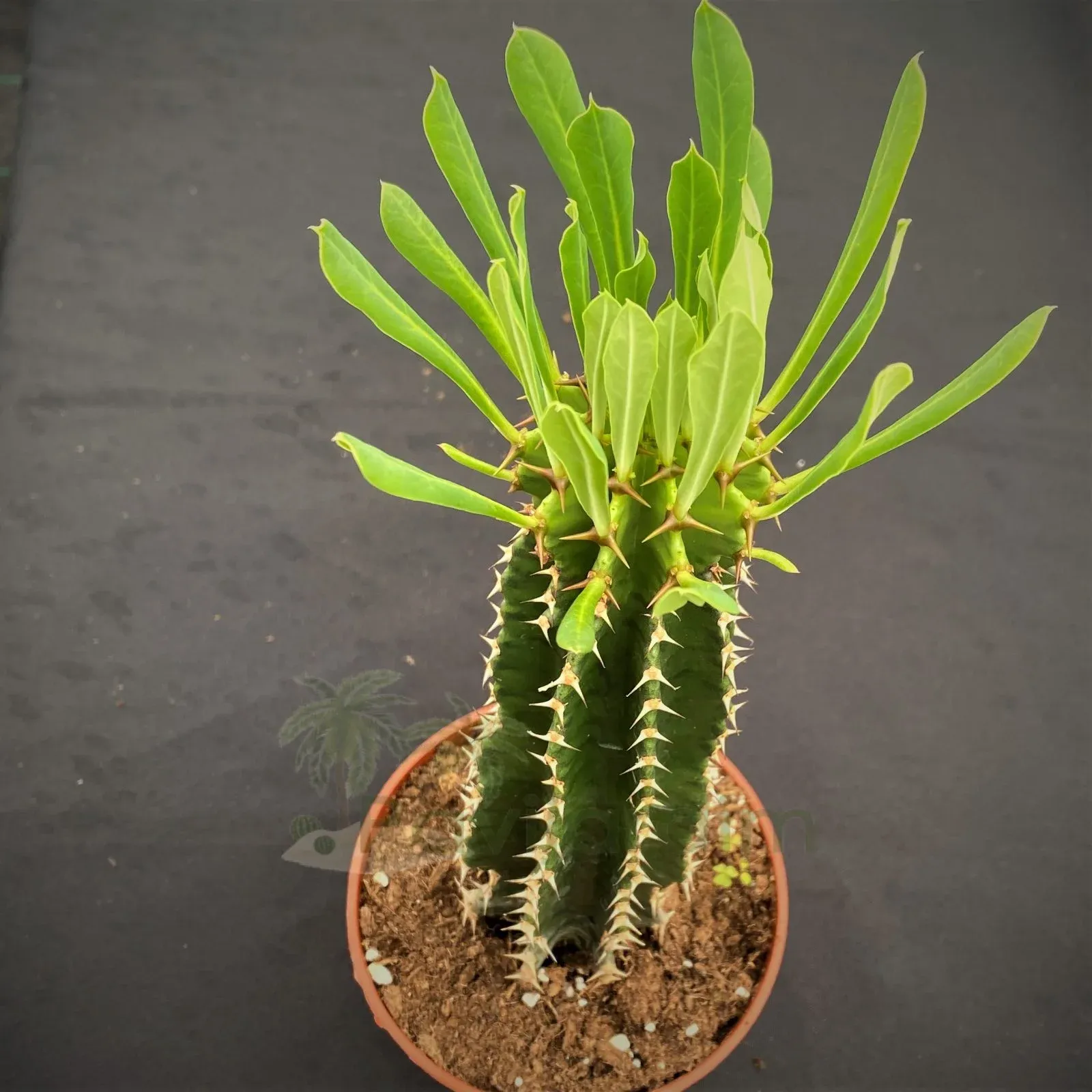 Euphorbia-Abyssinica.jpg