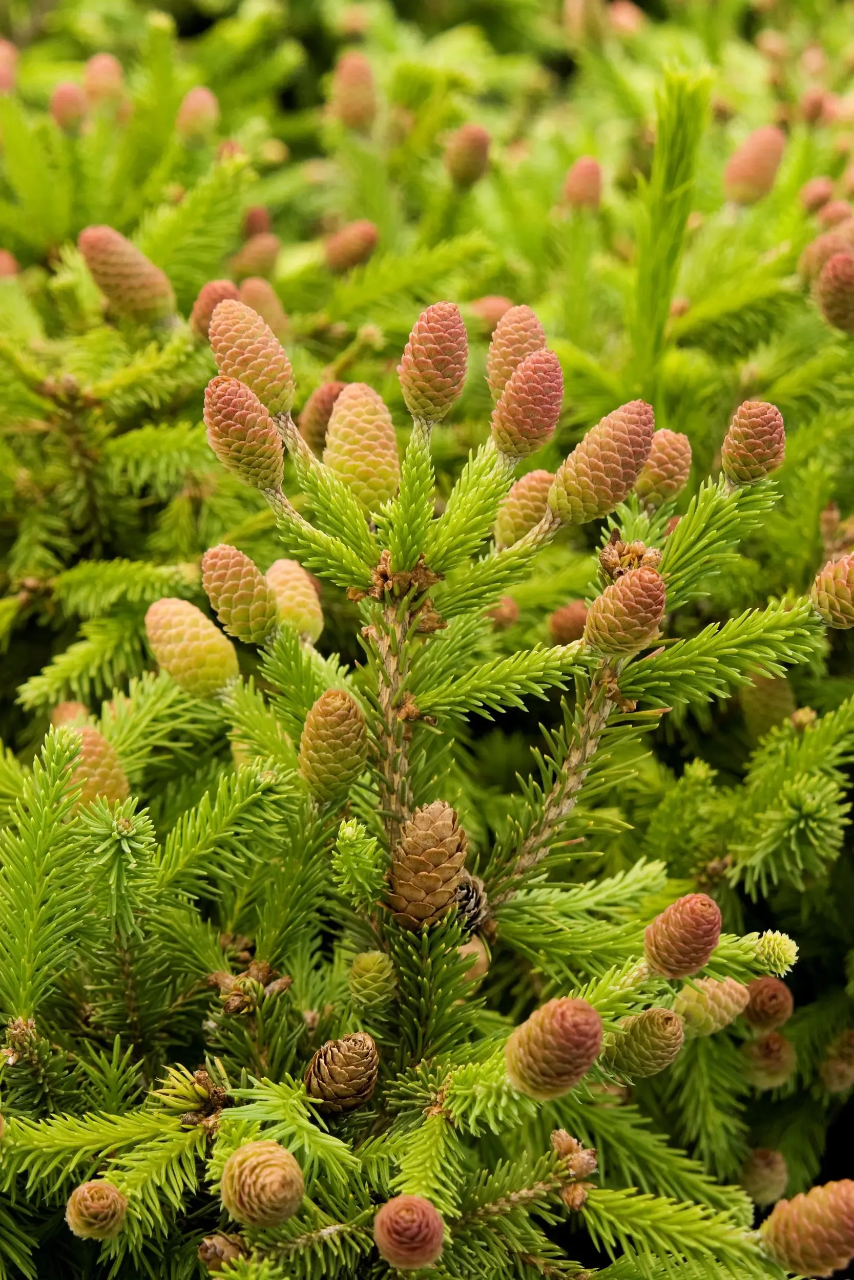 Evergreen_Spruce-Pusch-Dwarf-Norway2.jpg