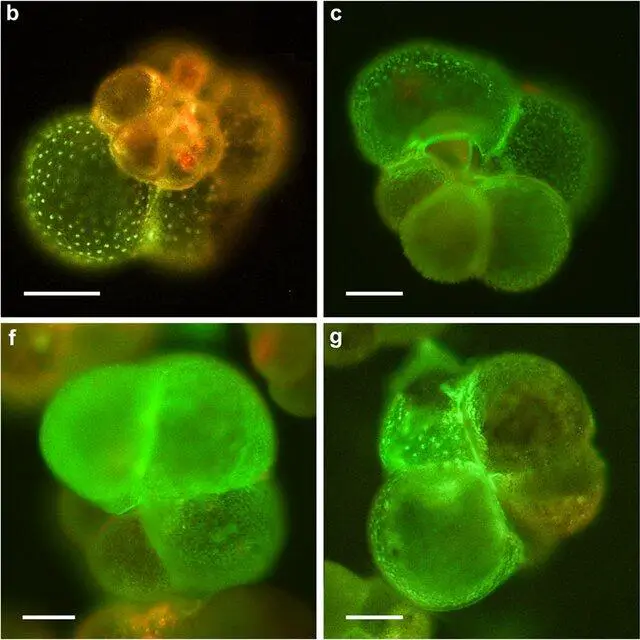 Examples-of-cultured-N-pachyderma-s-specimens-showing-new-calcified-chambers-in_Q640.jpg