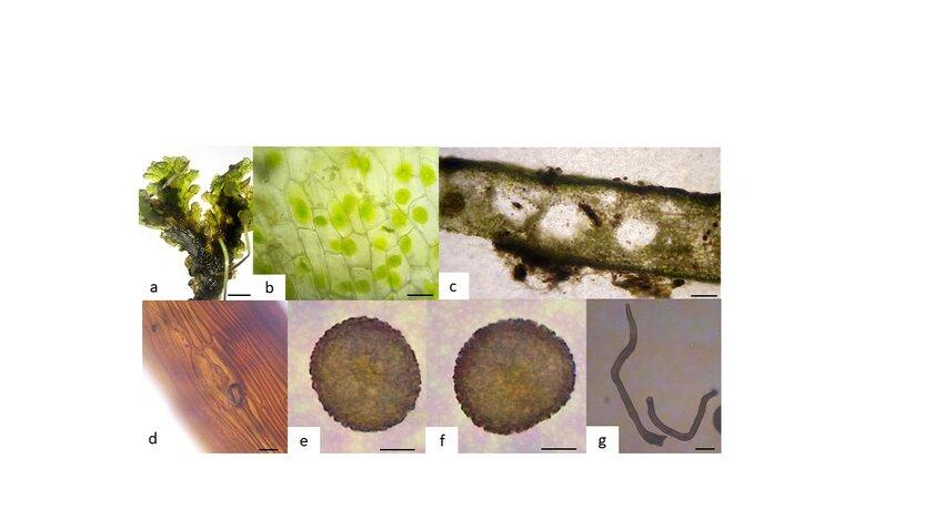 F-fuciformis-A-gametophyte-habit-bearing-the-sporophytes-B-epidermis-cells-of-dorsal.jpg