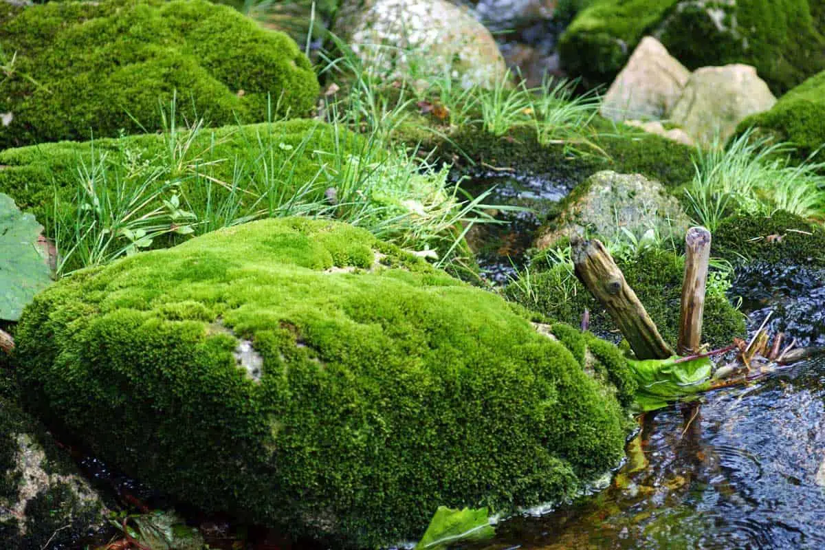FEATURED-How-Fast-Does-Moss-Grow.jpg