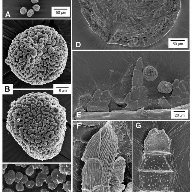 FIGURE3-SEM-images-of-Entosthodon-elimbatus-WZ-Ma-Shevock-S-He-A-B-spores-under_Q640.jpg