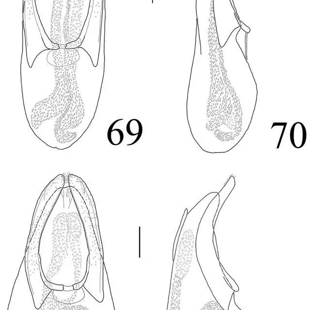 FIGURES-69-72-Aedeagus-of-Anthobium-explanatum-69-70-paratype-and-A-farkaci-71-72_Q640.jpg