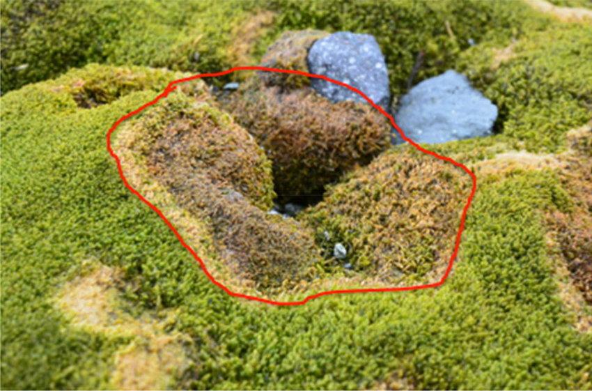 Fairy-ring-aspect-on-Antarctic-moss-Sanionia-uncinata-The-fairy-rings-start-with-small.jpg