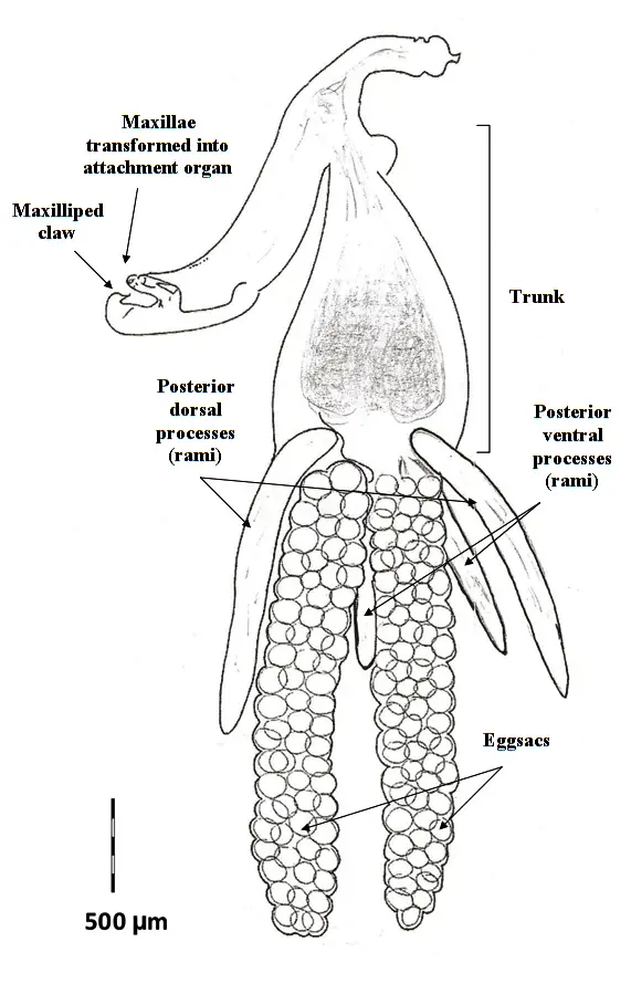 Female-Brachiella-trichiuri-from-Trichiurus-lepturus.png