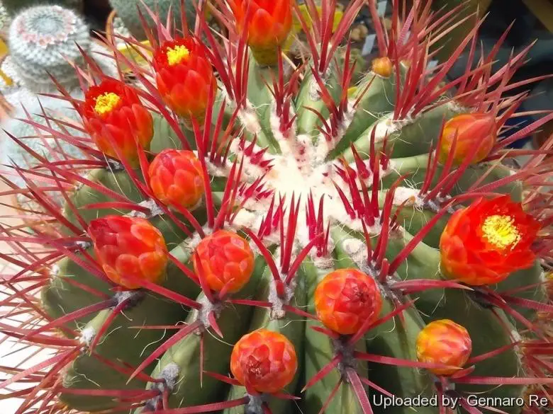 Ferocactus_pringlei_25350_l.jpg