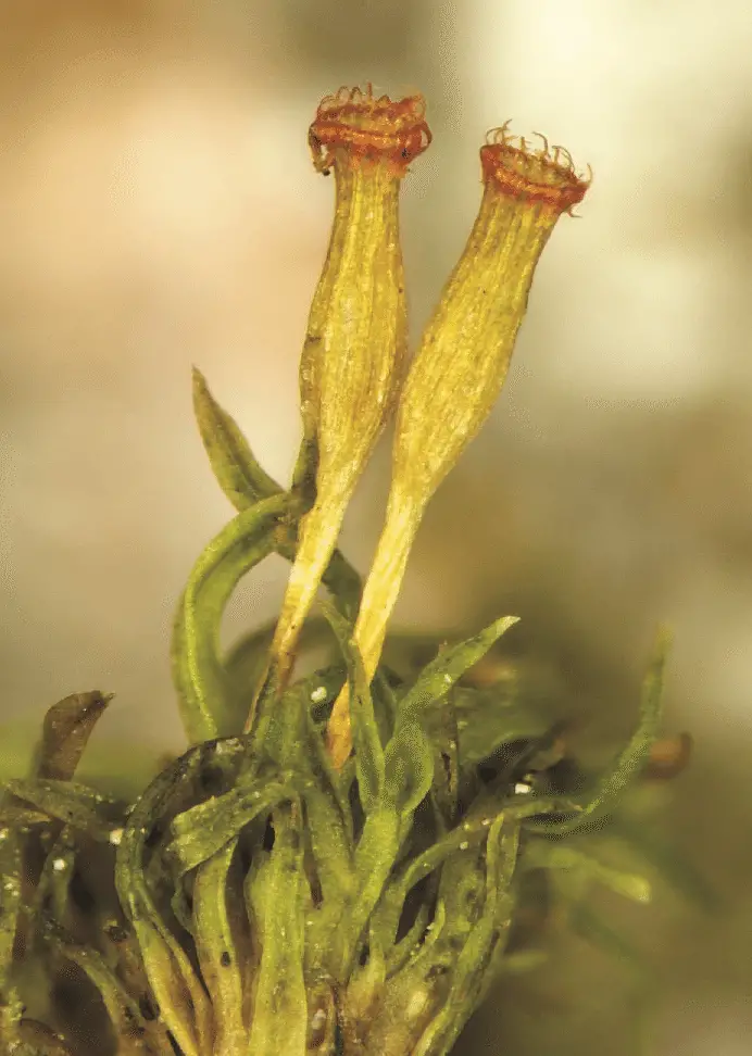 Fertile-plants-of-the-moss-Orthotrichum-pulchellum-photo-by-V-Plasek.png