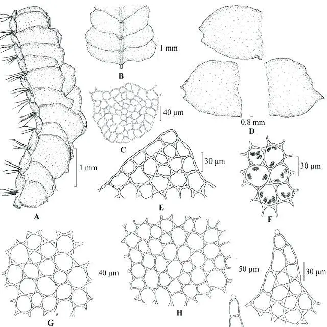 Fig-2-Heteroscyphus-flaccidus-Mitt-A-Srivast-SC-Srivast-A-Portion-of-plant_Q640.jpg