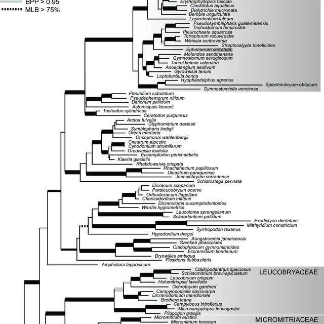 Fig-Phylogram-of-most-likely-tree-ln-likelihood-17-87153-obtained-for-the_Q640.jpg