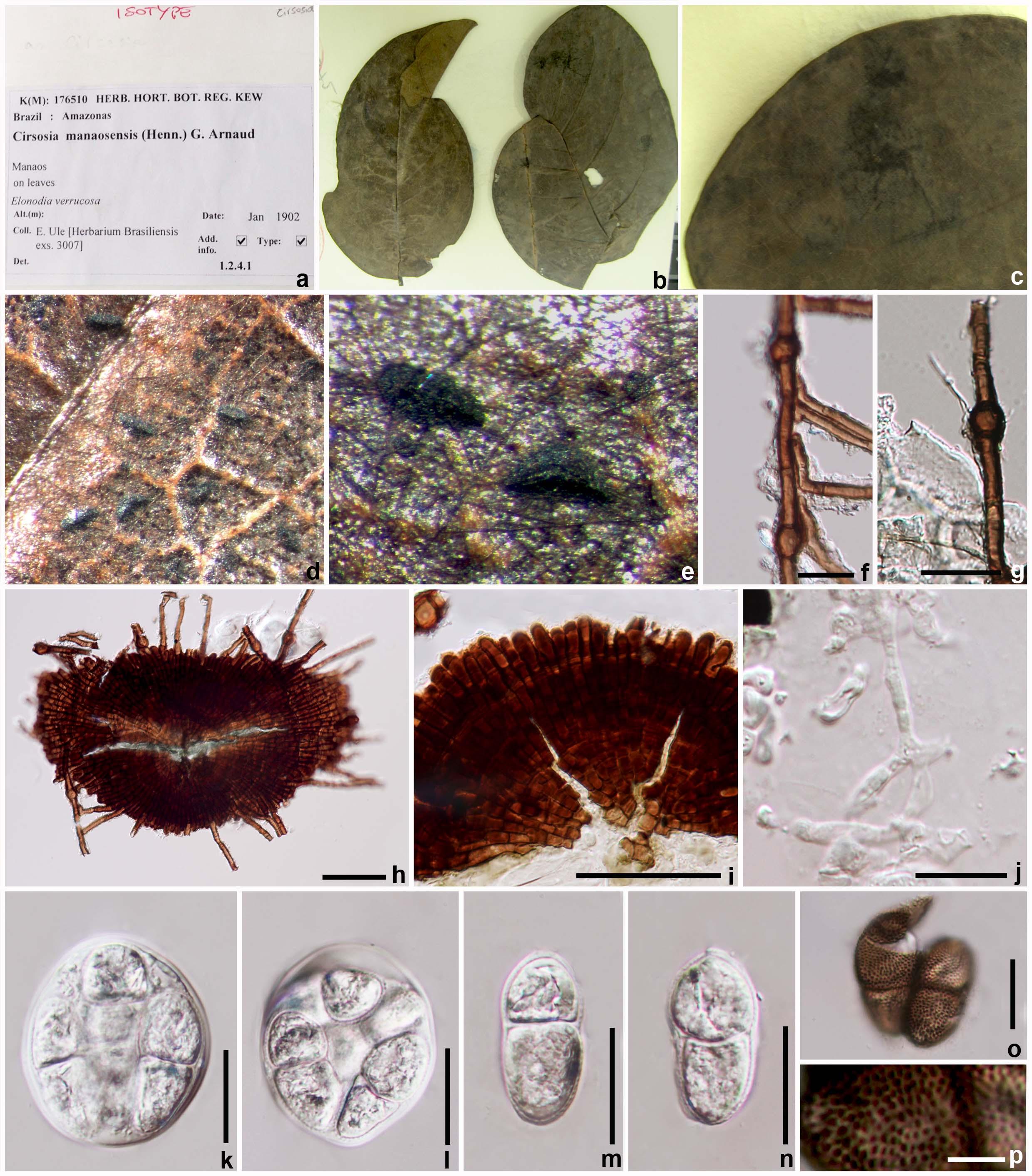 Fig.-13-Cirsosia-manaosensis-isotype.jpg