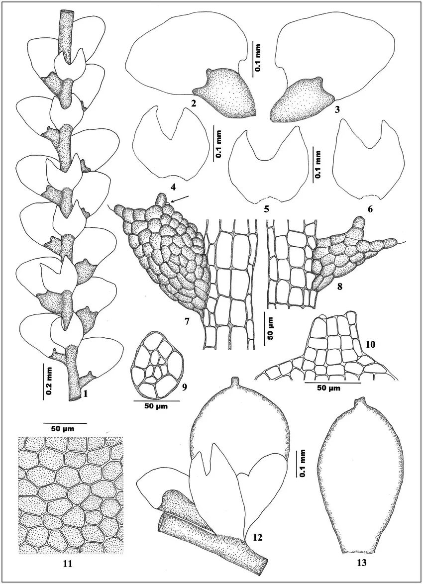 Figs-1-13-Lejeunea-globosiflora-Steph-Steph-1-Part-of-plant-in-ventral-view-2-3.png