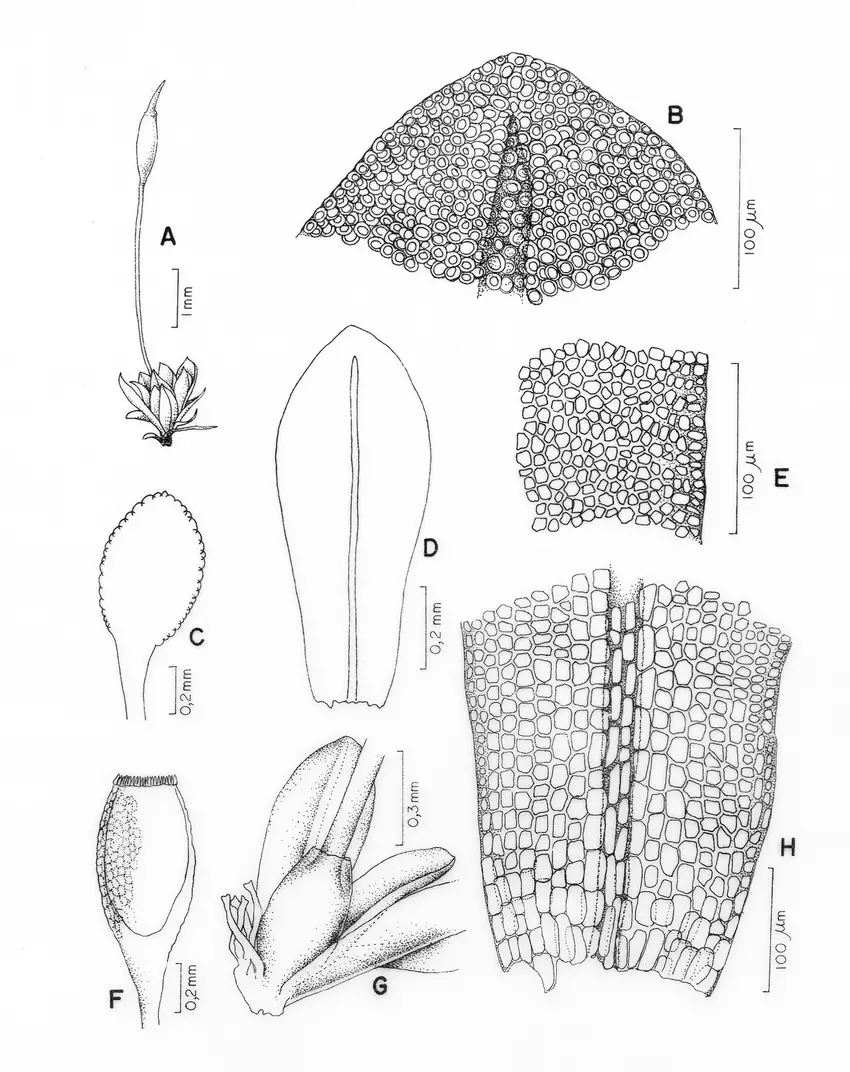Figura-1-A-H-Weisiopsis-nigeriana-Egun-Olar-Zand-A-aspecto-geral-do-gametofito.png