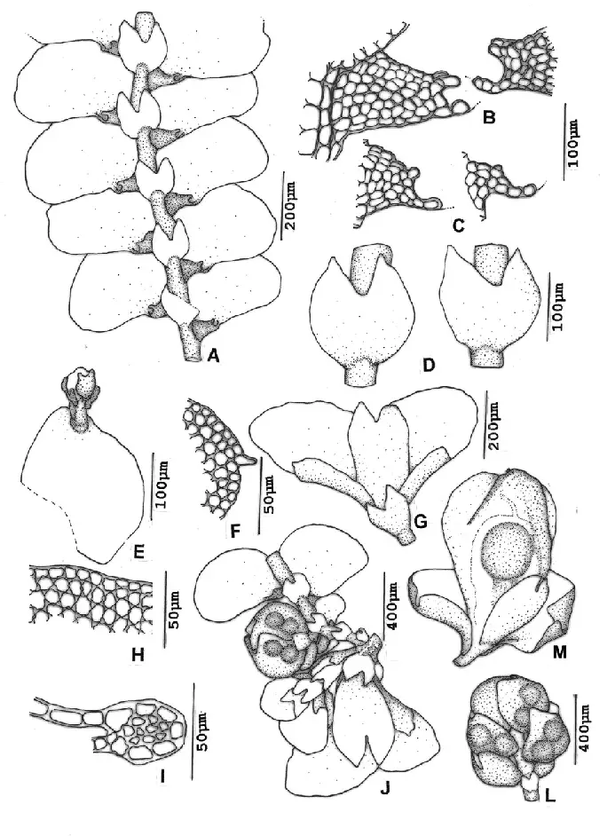 Figura-1-Cheilolejeunea-aneogyna-Spruce-A-Evans-A-Gametofito-vista-ventral-B-e-C.png