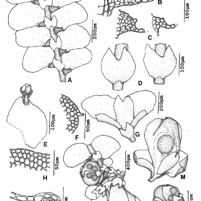 Figura-1-Cheilolejeunea-aneogyna-Spruce-A-Evans-A-Gametofito-vista-ventral-B-e-C_Q640.jpg