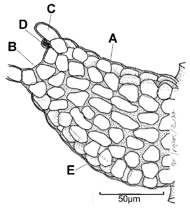 Figura-1-Morfologia-do-lobulo-em-Cheilolejeunea-Spruce-Steph-A-Margem-livre-B.png