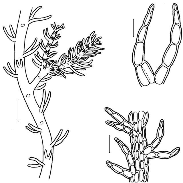 Figura-1-a-c-Telaranea-nematodes-a-habito-b-filidio-c-secao-do-caulidio_Q640.jpg