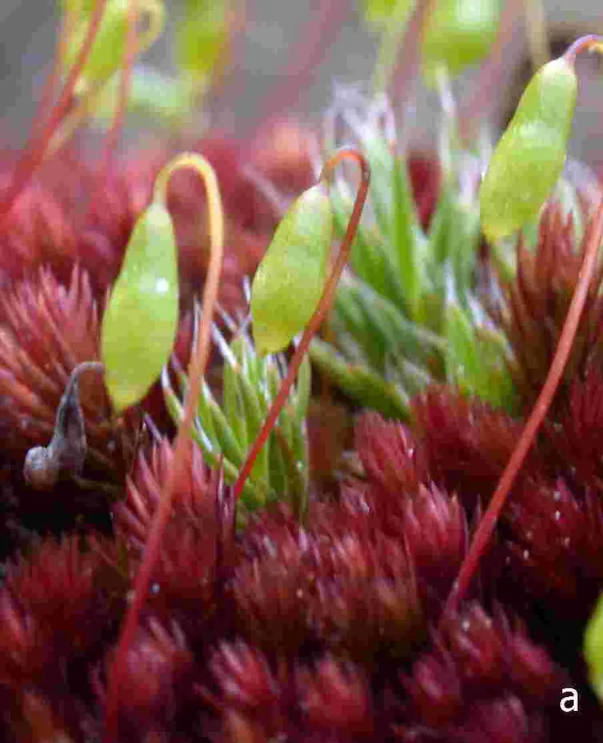 Figura-11-Espectro-de-cores-na-divisao-Bryophyta-a-Bryum-alpinum-b-Pleurochaete.png